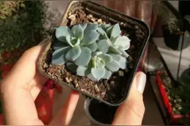 刚买的裸根多肉该如何上盆？掌握3点要求，植株长势佳、不掉叶图片