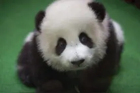 全球第一只被退货的国宝熊猫，退货原因太奇葩，让众人笑喷图片