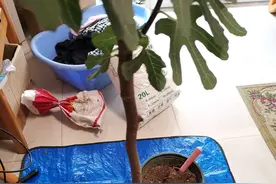 盆土“硬邦邦”，学会4个小妙招，土松软如“面包”，养花一级棒图片