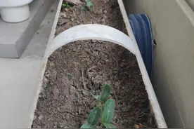 记录阳台水管里种植的葫芦成长过程第一天图片