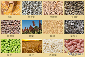 现在才知道，鸽子原来吃这些？