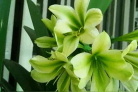 夏季烂光叶的君子兰盆栽，砍头以后还能养活吗？图片