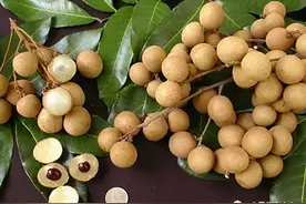 一份全国龙眼产地地图及品种图片