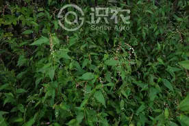 每日一草：水蓼图片