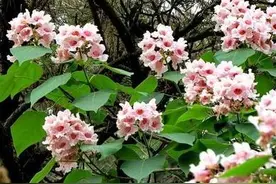 楸树是怎样的树种，有什么用途？图片