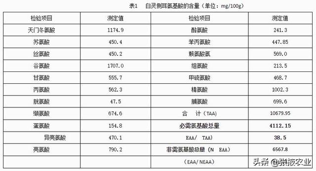 白灵菇的营养与保健价值