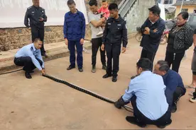 云南一2.5米眼镜王蛇在村民家里藏了三天！有多毒？遇到了怎么办图片