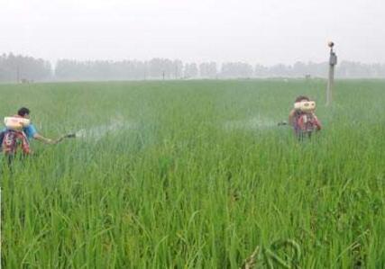 除草剂最终“归宿”大揭秘：你用过的除草剂都怎么样了