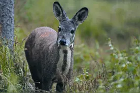 近50年来第1次！湖南莽山首次发现濒危野生林麝，为何这么稀缺？图片