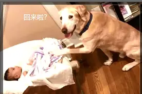 出门把宝宝留家里，突然想起没把狗关起来，回来直接傻住图片
