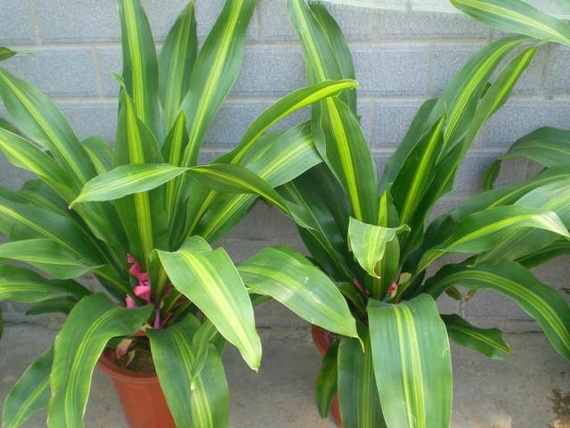 也门铁,好大一棵叶子树,家养需要注意什么