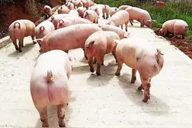 养猪的不仅有丁磊，还有贵州这小山村！一年能卖2000万元！图片