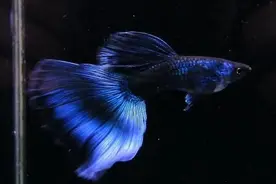 十种好养的观赏鱼（建议新手保留)图片