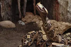 加蓬咝蝰：蛇界的“超大毛毛虫”，外表只是假象，拥有超强的实力图片