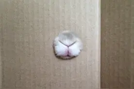 一个猫鼻子，可以画出这么多可爱的形象图片