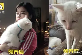 猫咪被弃养后患上抑郁症，瘦到皮包骨，新主人领养后长胖一倍图片