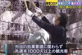 日本黄金周口号:请不要来！为阻止游客，郁金香百年紫藤惨遭毒手图片