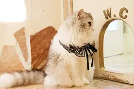 日本好物推荐：教新手猫妈选㺃砂，猫砂、猫砂盆推荐清单图片