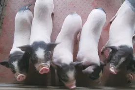 农民日报丨湘潭沙子岭猪美丽“蝶变”不停步图片