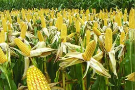 农村怎么种出又大又甜糯的玉米？农村大哥教你玉米种植小技巧图片