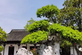 奇观！如皋水绘园内有座巨型山石盆景！能看到九只狮子在其中追逐嬉戏～图片