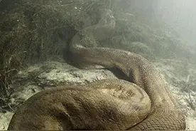 亚马逊的12米长的巨蟒，5米长的鳄鱼都没它杀伤性大图片