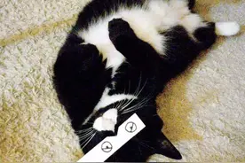 国内养宠方式10大误区，你踩雷了嘛？快来测试一下图片