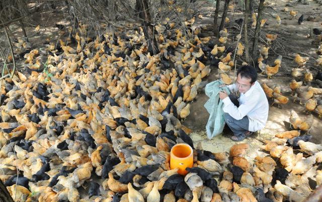 养鸡技术｜鸡生长所需要的蛋白质和水