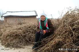 7旬老人返回农村生活，种1亩黑豆，要送给城里儿子吃图片