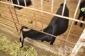 万物皆可“拍”：咩咩咩！法院拍卖的6500只羊成交了图片