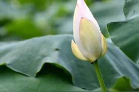 莲属植物分类图片