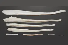 “阴茎骨”是什么？为什么人类没了？奇怪的知识增加了图片