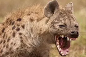 鬣狗的战斗力有多厉害？图片