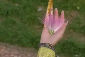 中药家族里最浪漫的一味——合欢花图片