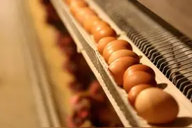 蛋鸡的饲养管理应该注意哪些问题？图片