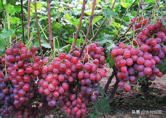 微肥有时的力量是巨大的！种植葡萄补充营养时，怎么选择微肥？