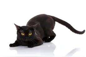 黑猫图片欣赏图片