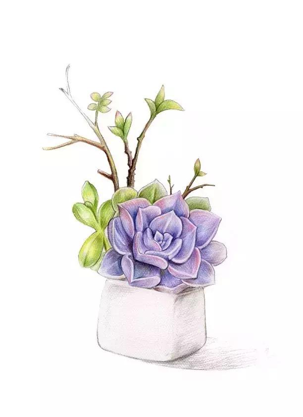 多肉植物名字绘画(多肉植物绘画图片大全)-措必培