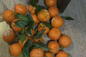 气愤！花100多元买1筐脐橙回家，发现20多个已经烂掉图片