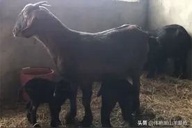 养羊生产中，少数母羊出现的不良现象，及时处理，降低损失图片