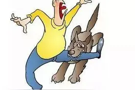 为什么狗咬的人总是你？图片