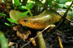 小时候农村常见的“狗婆蛇”，能够断尾逃生，为何现在见不到了？图片