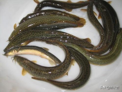 清水养泥鳅能活多久（清水养泥鳅能活多久怎么养殖泥鳅）