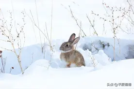小时候在家乡遇到过的一位奇人图片