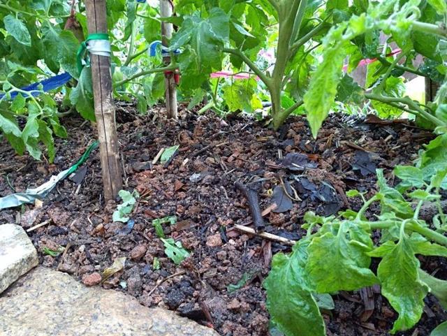 养分含量超高的营养土，自己在家也能做，省下一大笔 买花钱