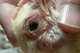 鸡子肿头肿脸，咳嗽，呼噜到底是怎么引起的，怎么治疗图片