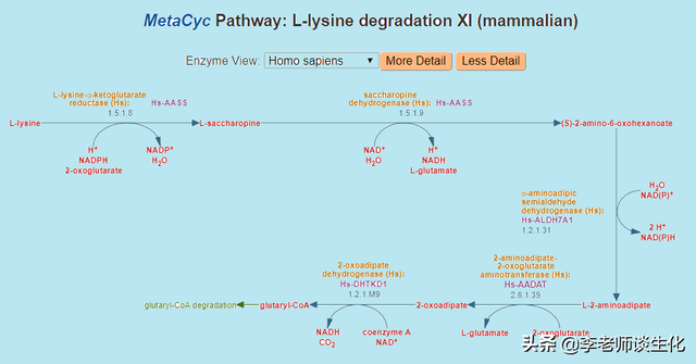 氨基酸的碳架氧化（二）
