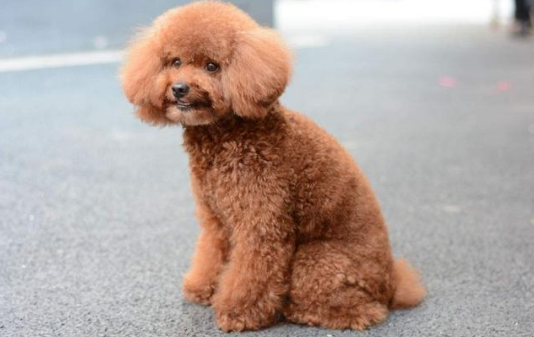 现在街上看见的泰迪犬都是断了尾巴的狗狗,其实泰迪犬刚出生的时候是