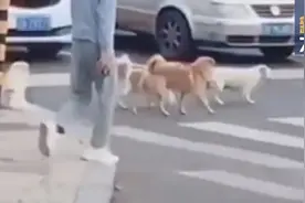 大连的流浪狗是怎么过马路的？图片