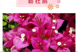 簕杜鹃、异木棉、木芙蓉……！这份深圳11月赏花指南请收好→图片